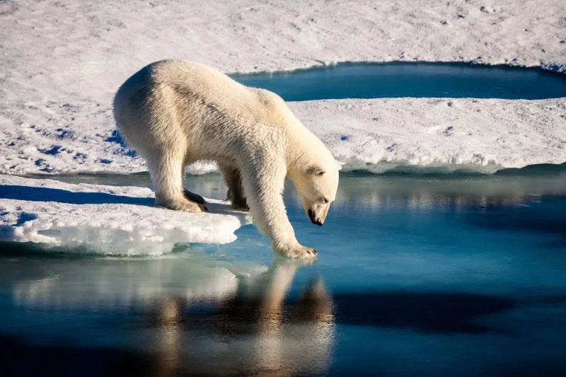 Polar bear navigating melting ice, reflecting climate change and public health